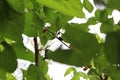 Mulberry tree full of blackberries