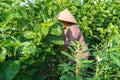 Mulberry tree in the garden, with Vietnamese woman picking leaf. Mulberry leaf is food for silkworm, to make silk