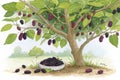 Mulberry tree. generated using AI. Royalty Free Stock Photo