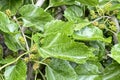 Mulberry tree and its fruits Royalty Free Stock Photo