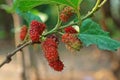 Mulberry tree, mulberry fruit