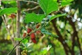 Mulberry tree, mulberry fruit