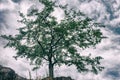 Mulberry tree on a rocky steep