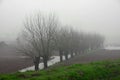 Mulberry trees amidst the fog in Italian plain Royalty Free Stock Photo