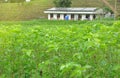 Mulberry trees growing for silkworm rearing in North of Thailand Royalty Free Stock Photo