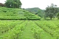 mulberry trees growing for silkworm rearing in North of Thailand Royalty Free Stock Photo