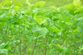 Mulberry trees growing for silkworm rearing in North of Thailand Royalty Free Stock Photo