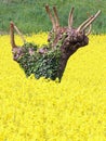 Mulberry trees pruned and yellow field of rapeseed flowers 5 Royalty Free Stock Photo