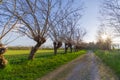 Mulberry trees road Royalty Free Stock Photo