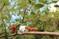 Pretty ripen mulberries on the simple but beautiful tree tree Royalty Free Stock Photo