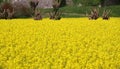 mulberry trees and yellow flower field of rapeseed for oil production Royalty Free Stock Photo