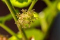 Mulberry , White Mulberry The fruit is green