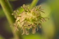 Mulberry , White Mulberry The fruit is green