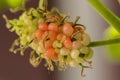 Mulberry , White Mulberry The fruit is green