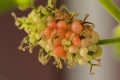 Mulberry , White Mulberry The fruit is green