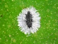 Mulberry Whitefly. Pupa