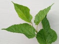 Mulbery Leaf that use for silkworm food Royalty Free Stock Photo