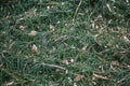 Mulch background. Sawdust with Christmas tree needles in forest. Royalty Free Stock Photo