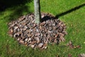 Mulch bark around a tree