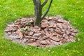 Mulch from the bark of tree around the growing tree trunk bushes. Royalty Free Stock Photo