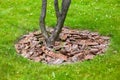 Mulch from the bark of tree around the growing tree trunk bushes. Royalty Free Stock Photo