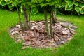 Mulch from the bark of trees around the thuja bushes. Royalty Free Stock Photo