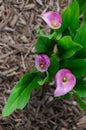 Mulch bed with a Calalily Royalty Free Stock Photo