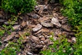 Mulch from the brown bark of pine tree around the deciduous bushes. Royalty Free Stock Photo