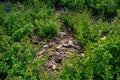 Mulch from the brown bark of pine tree around the deciduous bushes. Royalty Free Stock Photo