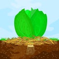 Mulch gardening concept with cabbage, mulch,soil and sky. Mulching of plants, vegetables and soil protection.