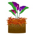 Mulch gardening concept with calla lilies, red mulch and soil isolated on white background.