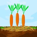 Mulch gardening concept with carrot, mulch,soil and sky. Mulching of plants, vegetables and soil protection.