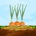 Mulch gardening concept with onion, mulch,soil and sky. Mulching of plants, vegetables and soil protection.