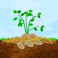 Mulch gardening concept with potatoes, mulch,soil and sky. Mulching of plants, vegetables and soil protection.