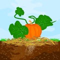 Mulch gardening concept with pumpkin, mulch,soil and sky. Mulching of plants, vegetables and soil protection.