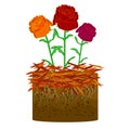 Mulch gardening concept with rose, red mulch and soil isolated on white background.