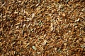 Mulch made of wood bark. Mulching is an agrotechnical way of covering the soil