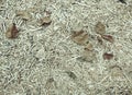 Mulch made from wood chips and saawdust and bark pices