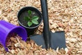 Mulch potted plant and tools Royalty Free Stock Photo