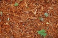 Mulch sawdust