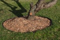 Mulch and shredded bark surround the base of a tree Royalty Free Stock Photo