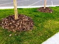 mulch on tree bottom in spring green lawn