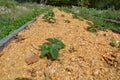 Mulched strawberry bed in the garden