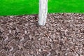 Mulching with bark in a garden with a whitewashed tree trunk. Royalty Free Stock Photo