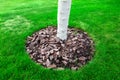 Mulching a bark of a tree trunk. Royalty Free Stock Photo