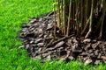 Mulching with bark of a tree under a bush.