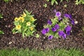 Mulching of buckwheat hulls in a flowerbed Royalty Free Stock Photo