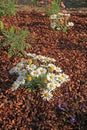 Mulching of buckwheat hulls in a flowerbed Royalty Free Stock Photo