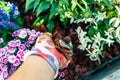 Mulching a freshly planted planter. Hobbies and leisure. Summer gardening. Mulching as solution for extreme drought.