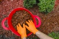 Mulching in the garden.chips for mulching in in red bucket.Hands pour chips and mulch the soil in the garden.Decorative Royalty Free Stock Photo